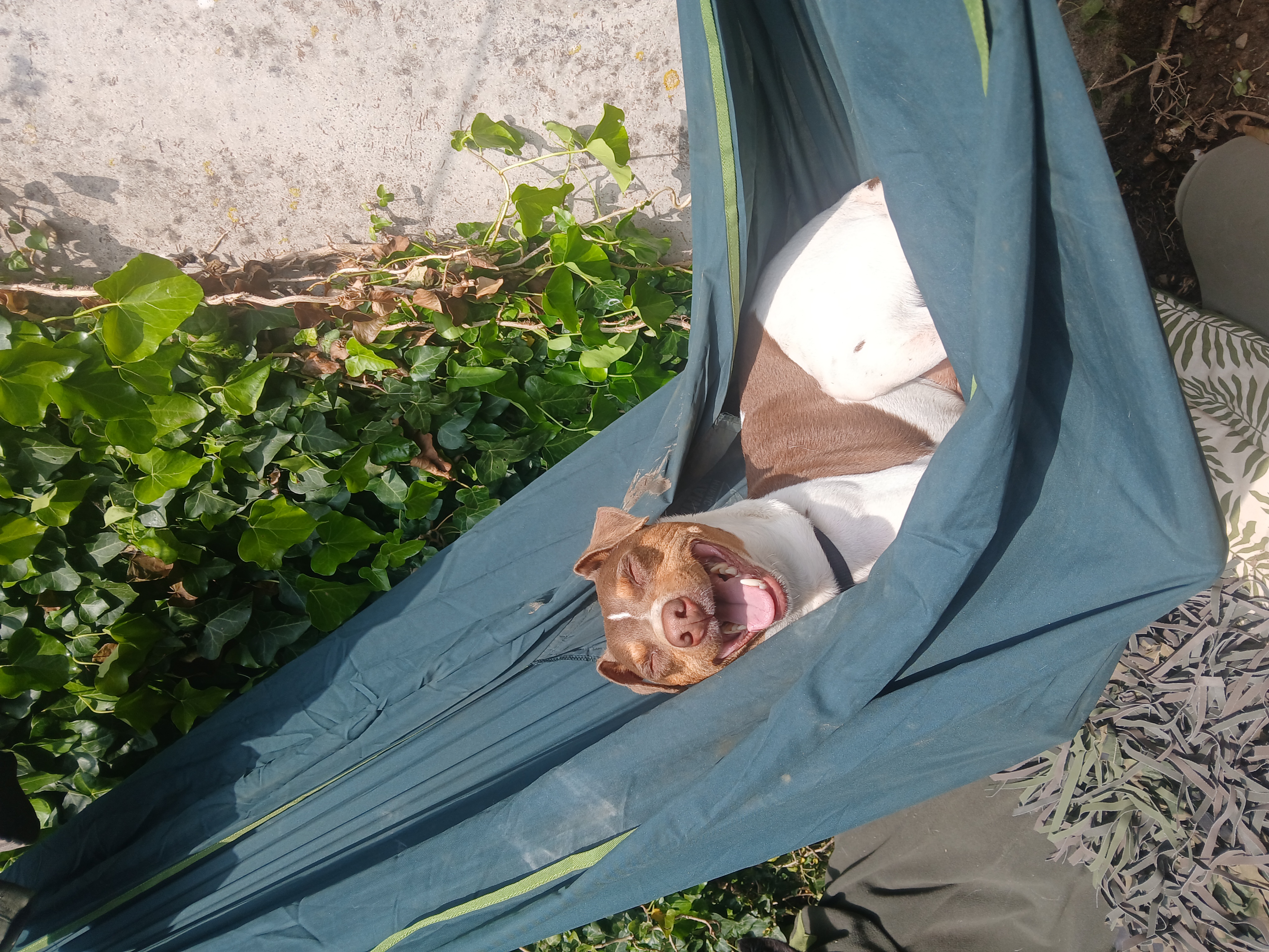 Choco chien heureux teste la literie avec un poil d'humour !