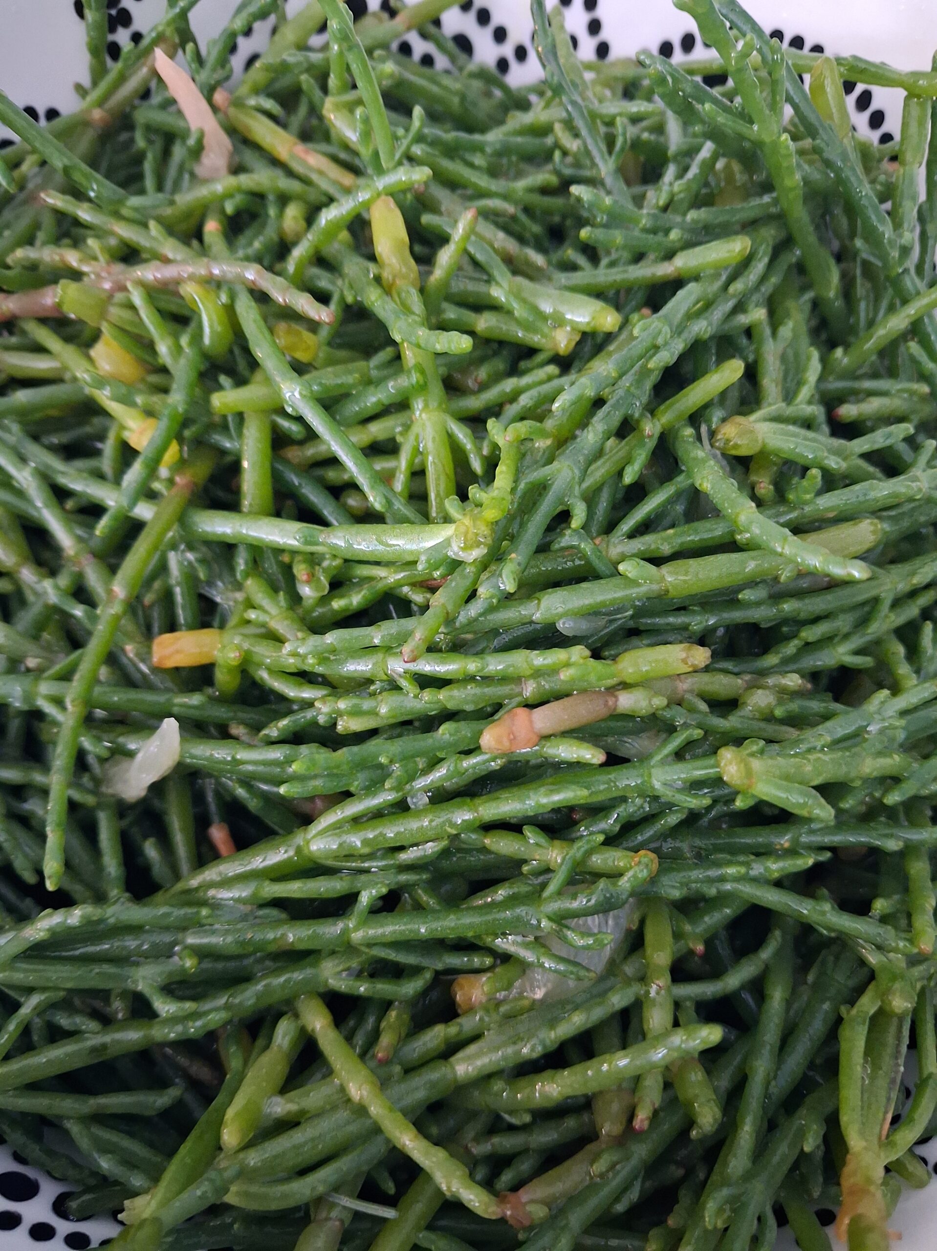 Salicornes en Bretagne : cueillette dans les Abers et recette de céviché