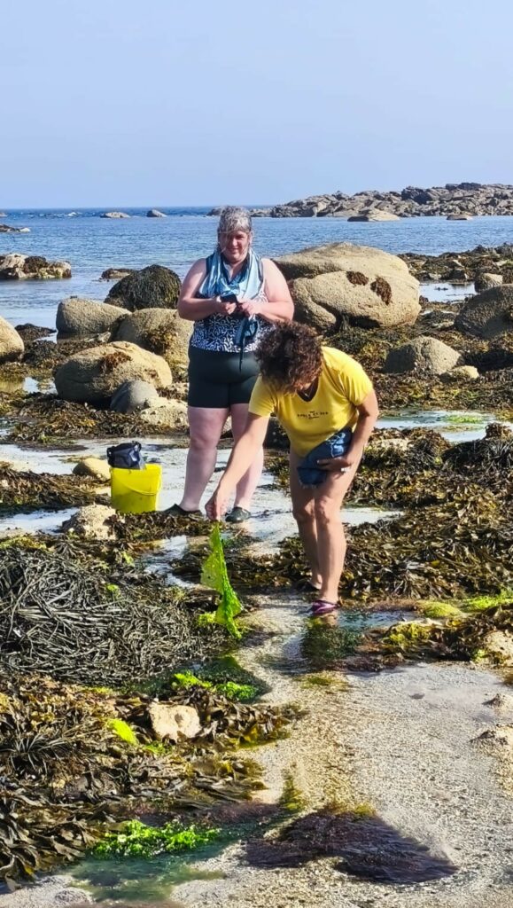 récolter les algues pour le tartare