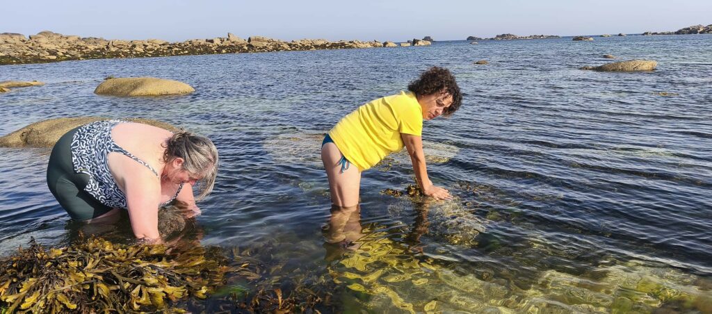 Baignade et récolte d'algues pour l'apéro