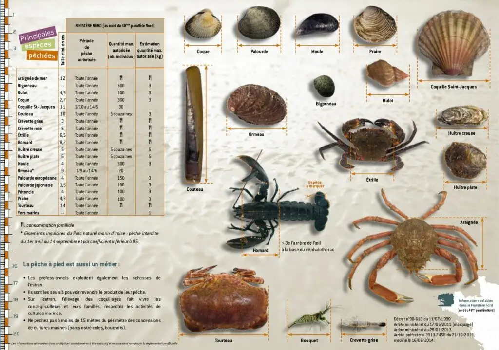 Guide des tailles de captures pour la pêche à pied en Finistère nord
