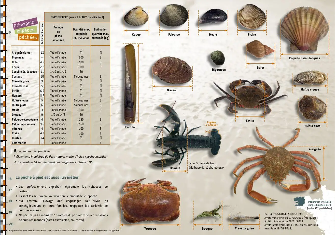 Comment pêcher des fruits de mer en Bretagne (guide débutant grandes marées)