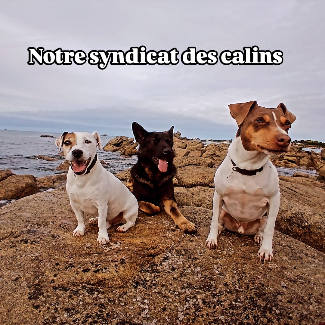 Vous cherchez le manoir dans le Finistère avec trois chiens ? Découvrez Jack, Choco et Thayla au Manoir de Kérozet