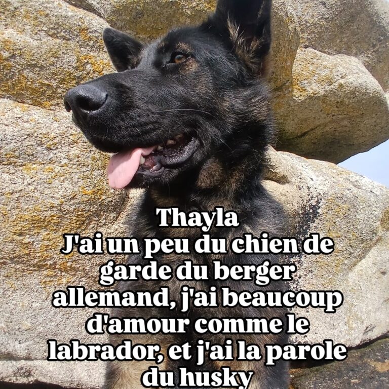 Thayla tayla teila manoir de kerozet finistere nord 3 chiens bretagne