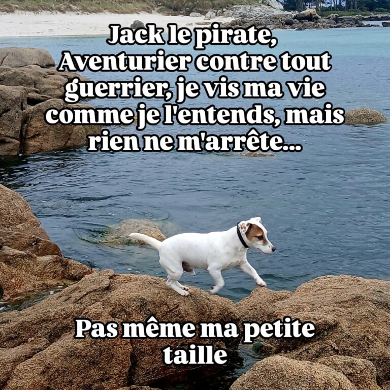 jack l'aventurier jack russel manoir de kerozet finistere