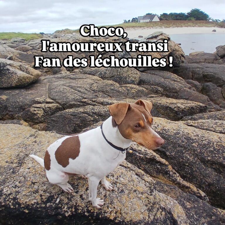 Choco calin Manoir 3 chiens finstère